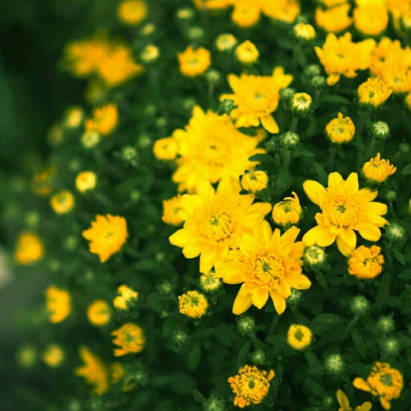 🌻FALL IS HERE🌻 - Picture 1 of 1