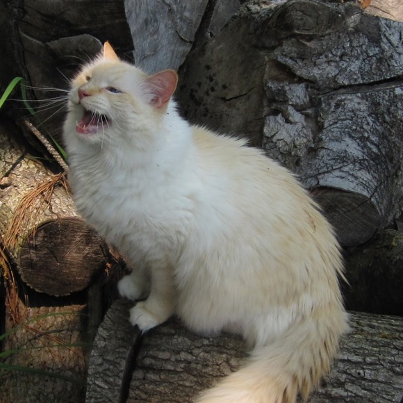 Meet your Posher, Caroline