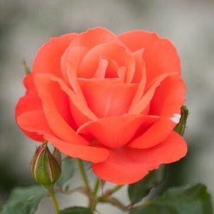 Meet your Posher, Bradley