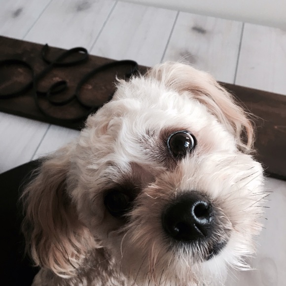 Posh + Me - Picture 2 of 4