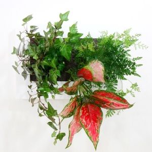 Wall deco#real plants