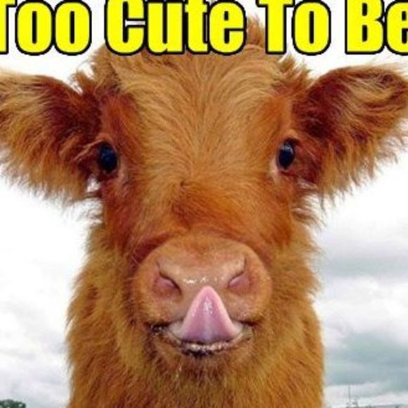 Meet your Posher, Lorraine - Picture 1 of 1