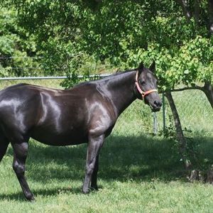 Meet your Posher, Bobbie