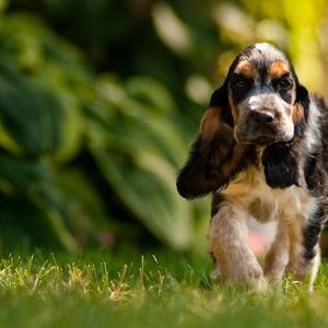 Meet your Posher, Pat