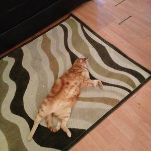 Meet your Posher, Tonya