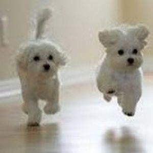 Meet your Posher, Sophie