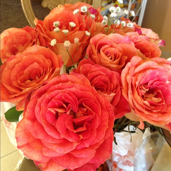 Meet your Posher, Hailey - Picture 1 of 1