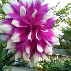 Meet your Posher, Caitlin