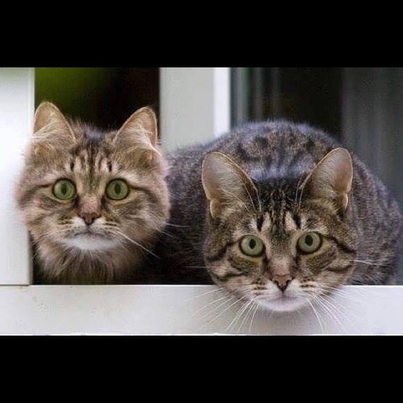 Meet your Posher, Yeldus - Picture 3 of 4