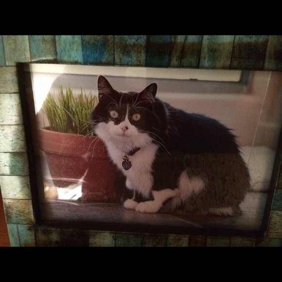 Meet your Posher, Yeldus - Picture 4 of 4