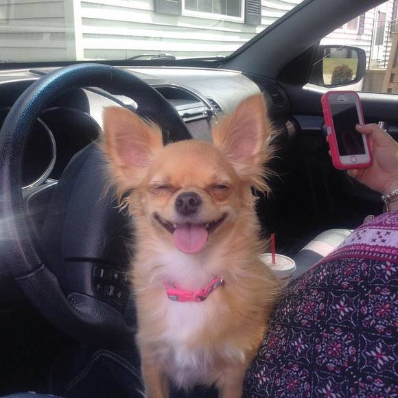 Meet your Posher, Rhyan - Picture 1 of 1