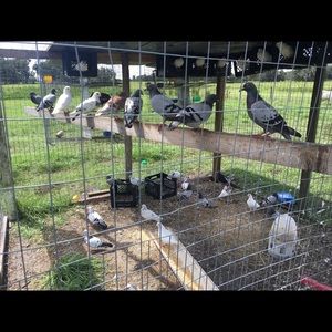 Meet your Posher, Rabii