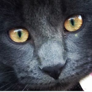 Meet your Posher, Heidi