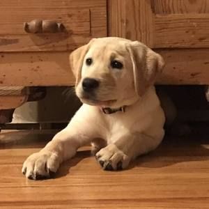 Meet your Posher, Angel