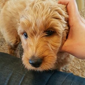 Meet your Posher, Kimbra