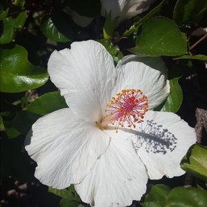 Meet your Posher, Ariel