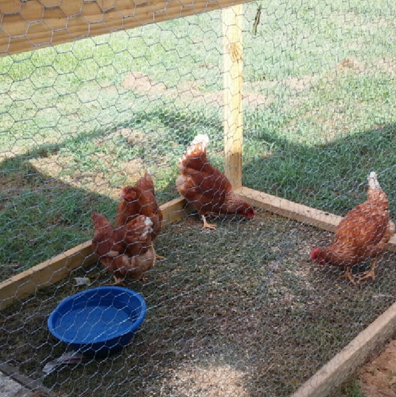 Meet your Posher, Alisha - Picture 3 of 4