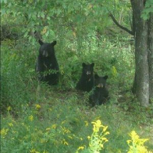 Meet your Posher, Bernice