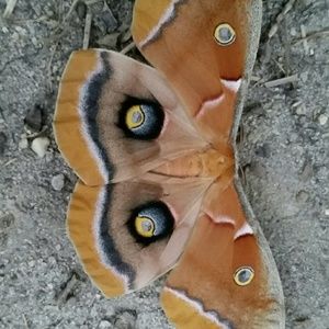 Meet your Posher, Cindy