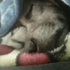 Meet your Posher, Billie