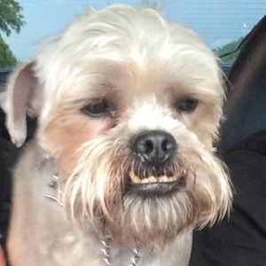 Meet your Posher, Barbie