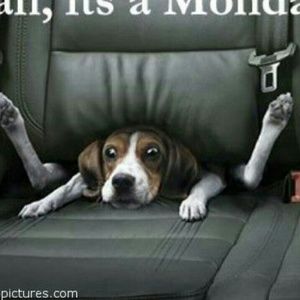 Meet your Posher, Char