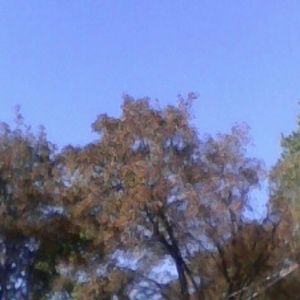 Meet your Posher, Precious