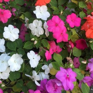 Meet your Posher, Penny