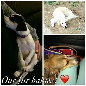 Meet your Posher, Josh