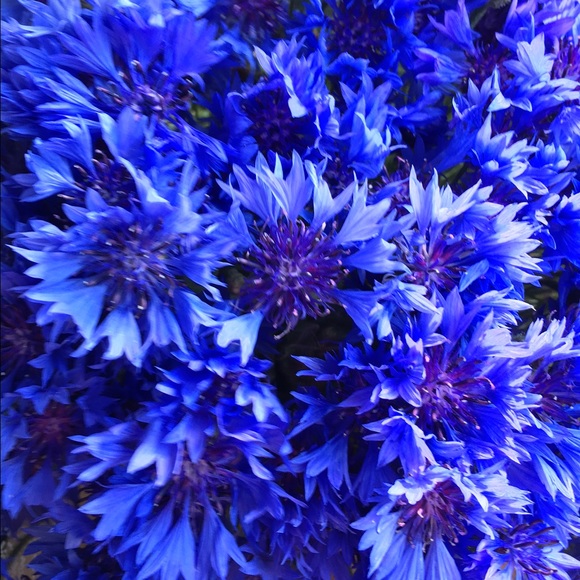 Meet your Posher, Olga