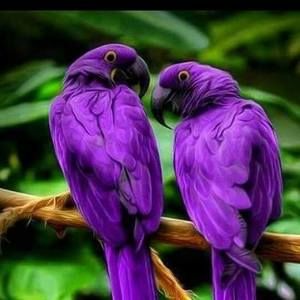 Meet your Posher, Rose