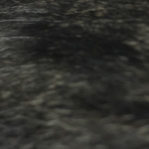 Meet your Posher, Shelley