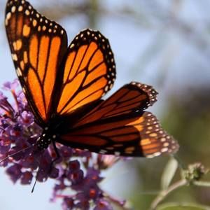 Meet your Posher, Ruth