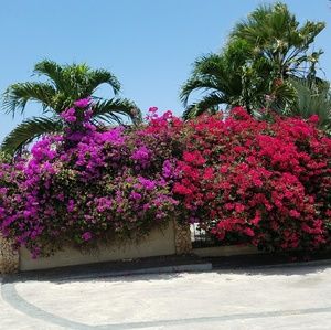 Meet your Posher, Shalika