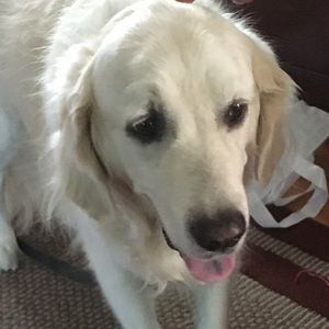 Meet your Posher, Lyssie