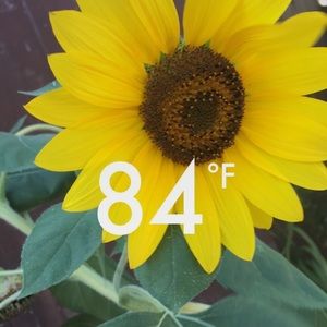 Meet your Posher, Syeda