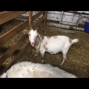 Meet your Posher, Betsy