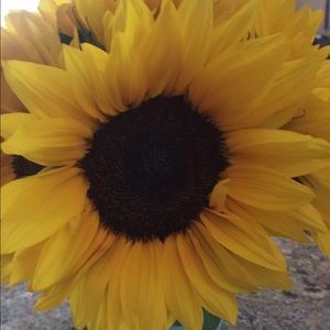 Meet your Posher, Sam