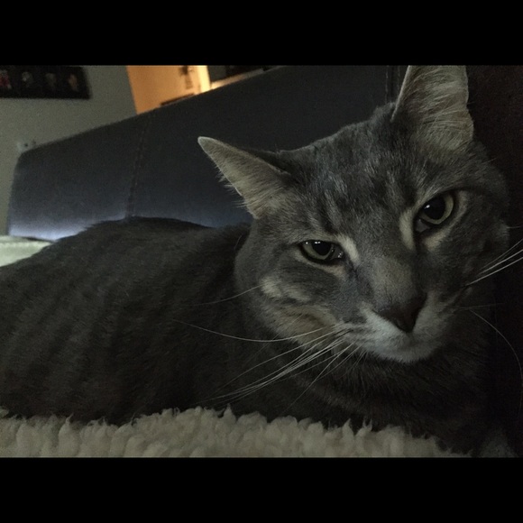 Meet your Posher, Carri - Picture 1 of 1