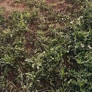 Meet your Posher, Cheyenne