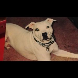 Meet your Posher, Angelen