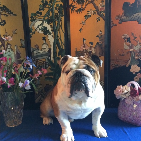 Meet your Posher, Mia - Picture 2 of 4