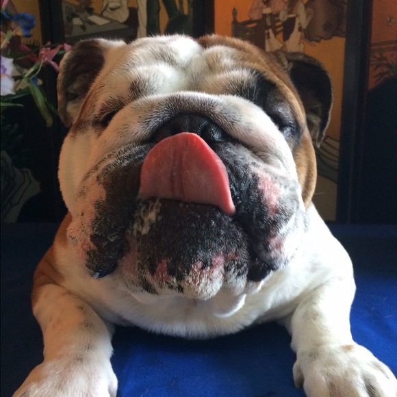 Meet your Posher, Mia - Picture 3 of 4