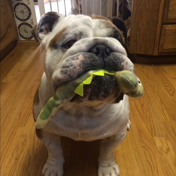 Meet your Posher, Mia - Picture 4 of 4