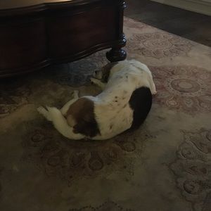 Meet your Posher, Tracey