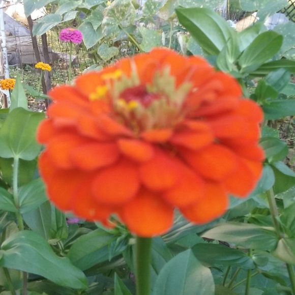 Meet your Posher, Zinnia