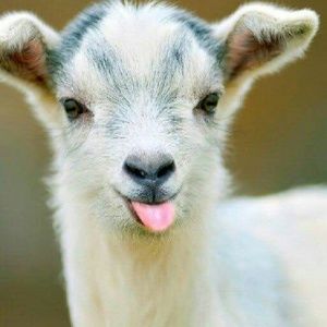 Meet your Posher, Alora