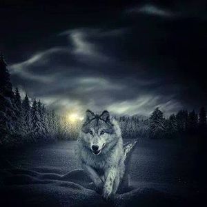 Meet your Posher, Yan