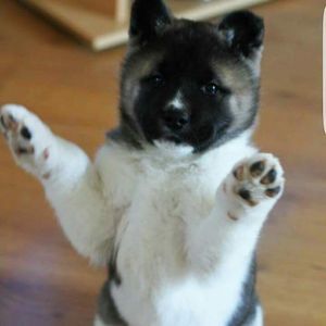 Meet your Posher, Joan