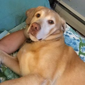 Meet your Posher, Patty